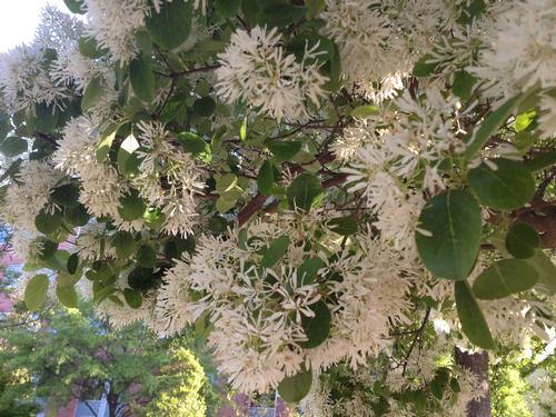 Chionanthus retusus (Chinese Fringe Tree)