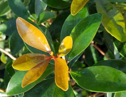 Ternstroemia gymnanthera (Cleyera) 