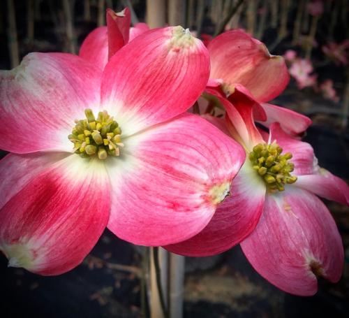 Cornus florida 'Cherokee Brave' (Cherokee Brave Dogwood)