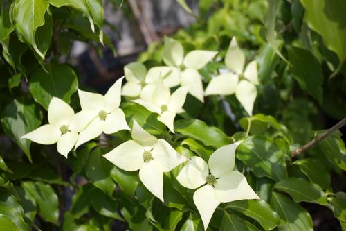 Cornus kousa 'Greensleeves' (Greensleeves Chinese Dogwood)