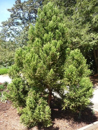 Cryptomeria japonica 'Radicans' (Radicans Cryptomeria)