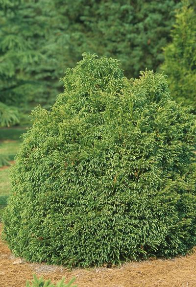 Cryptomeria japonica 'Globosa nana' (Cryptomeria Globosa)