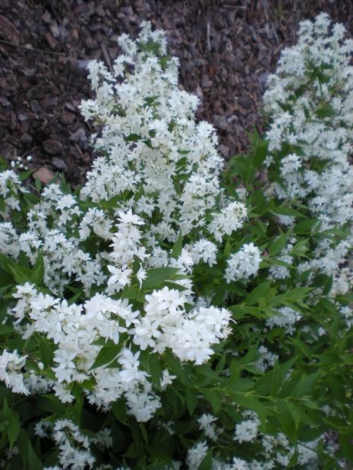 Deutzia gracilis 'Nikko' (Nikko Deutzia)