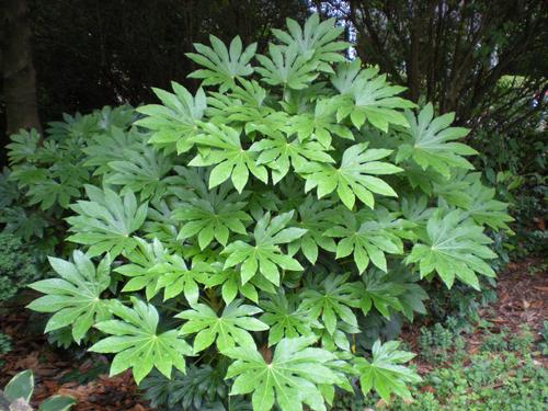 Fatsia japonica (Japanese Aralia)