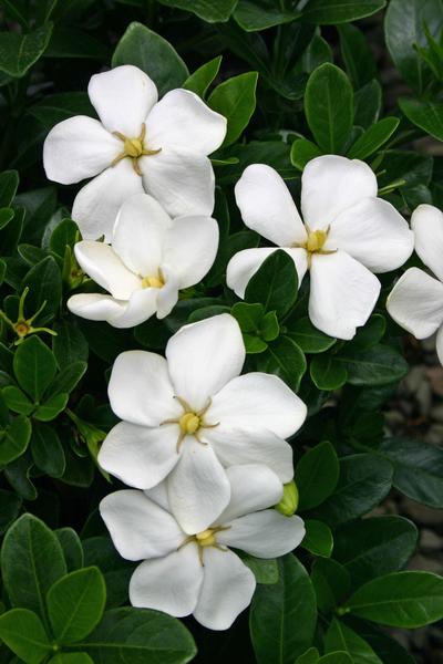 Gardenia jasminoides 'Kleim's Hardy' (Kleim's Hardy Gardenia)