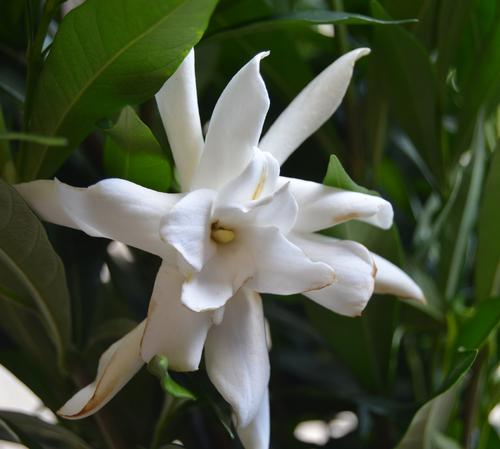 Gardenia jasminoides 'Frostproof'