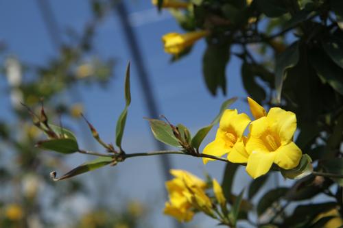 Gelsemium rankinii (Swamp Jasmine)