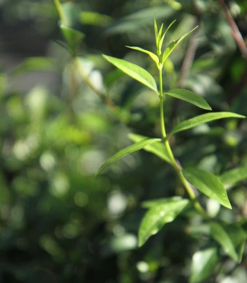 Gelsemium sempervirens