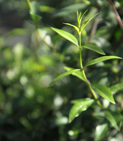 Gelsemium sempervirens (Carolina Jessamine)