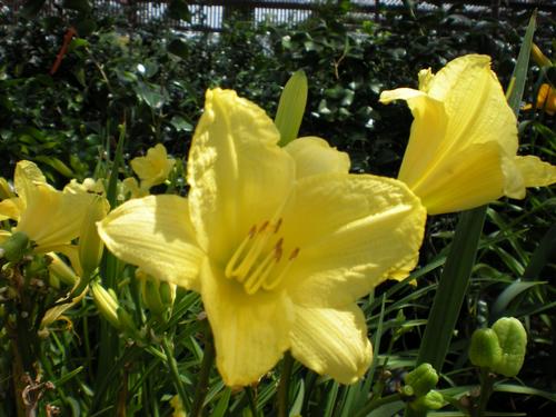 Hemerocallis fulva 'Happy Returns'