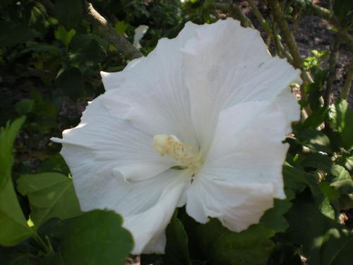 Hibiscus syriacus 'Diana' (Diana Rose of Sharon)