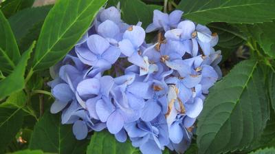 Hydrangea macrophylla 'All Summer Beauty'
