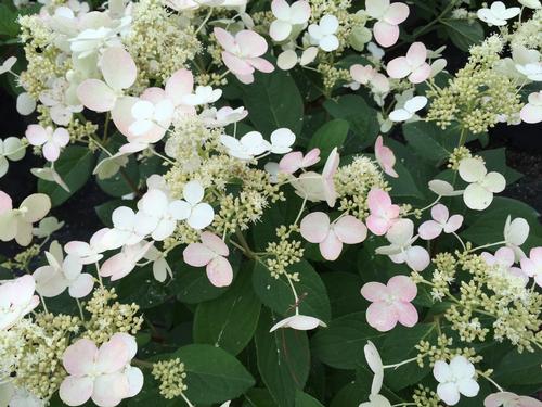 Hydrangea paniculata 'Quick Fire®'