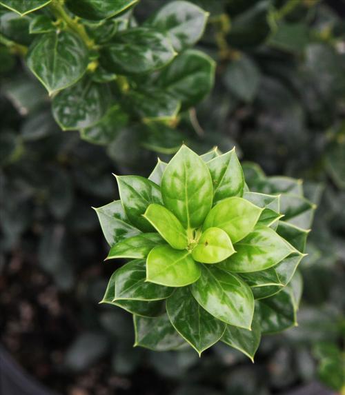 Ilex cornuta 'Burfordii Nana' (Dwarf Burfordi Holly)