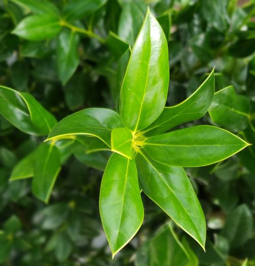 Ilex cornuta 'Needlepoint'