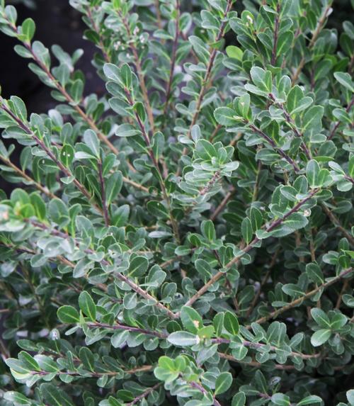 Ilex crenata 'Compacta'