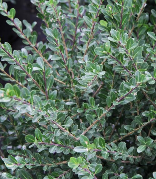 Ilex crenata 'Compacta' (Compacta Japanese Holly)