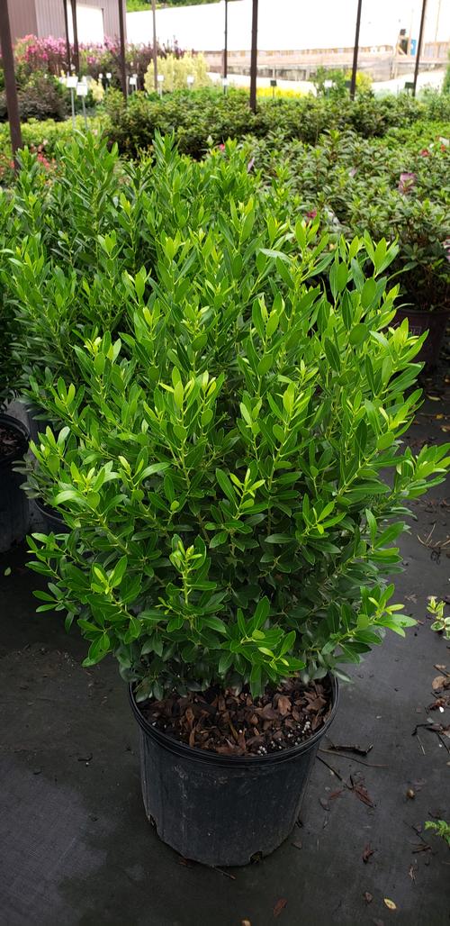 Ilex glabra 'Shamrock' (Shamrock Holly)