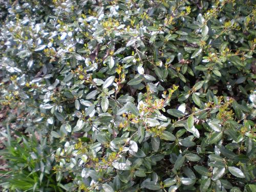 Ilex vomitoria 'Schillings' (Dwarf Yaupon Holly)