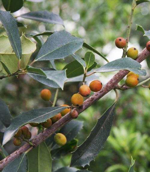 Ilex x attenuata 'Savannah' (Savannah Holly)