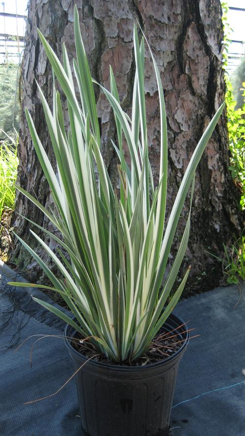 Iris ensata 'Variegata'