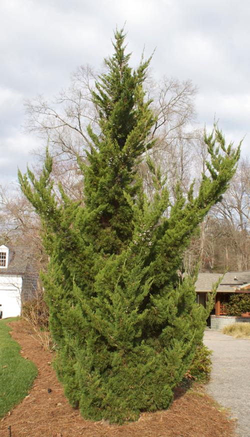 Juniperus chinensis 'Torulosa'