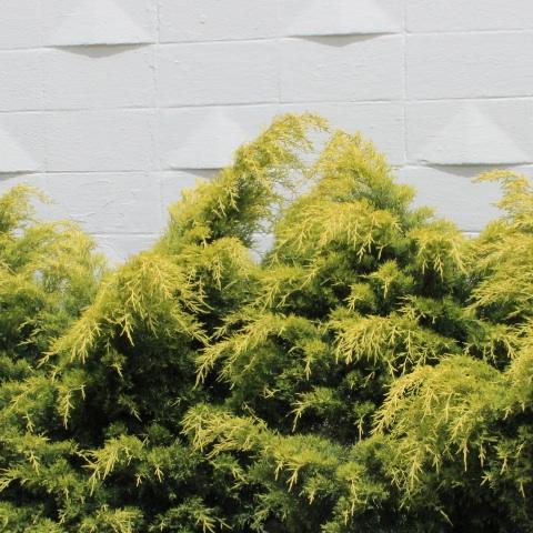 Juniperus chinensis 'Saybrook Gold'