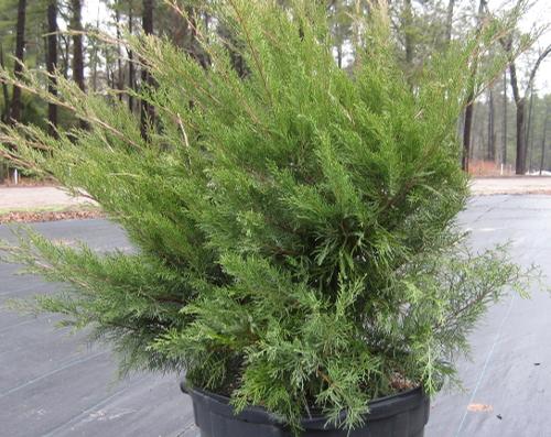 Juniperus chinensis 'Sea Green'