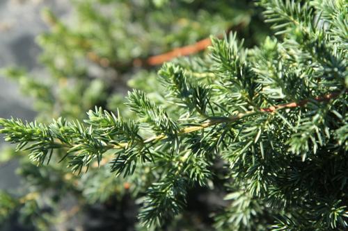 Juniperus conferta 'Blue Pacific'