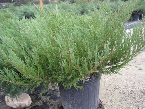 Juniperus horizontalis 'Youngstown'