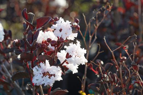 Lagerstroemia Black Diamond™ 'Pure White' (Pure White Crape Myrtle)