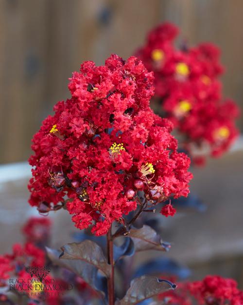 Lagerstroemia Black Diamond™ 'Red Hot' (Red Hot Crape Myrtle)