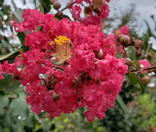 Lagerstroemia indica 'Carolina Beauty' (Carolina Beauty Crape Myrtle)