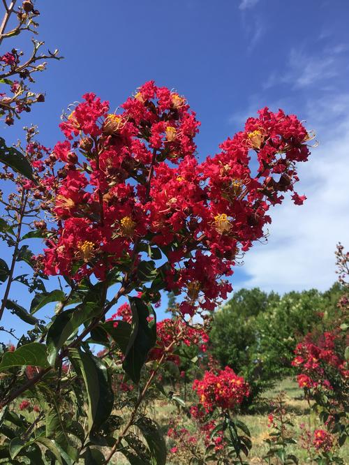 Lagerstroemia 'Arapaho' (Arapaho Crape Myrtle)