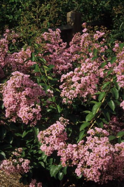Lagerstroemia Choctaw