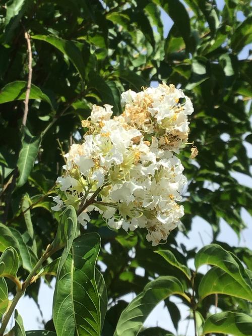 Lagerstroemia 'Fantasy' - Fantasy Crape Myrtle from Taylor's Nursery