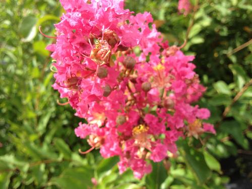 Lagerstroemia indica x fauriei 'Miami' (Miami Crape Myrtle)