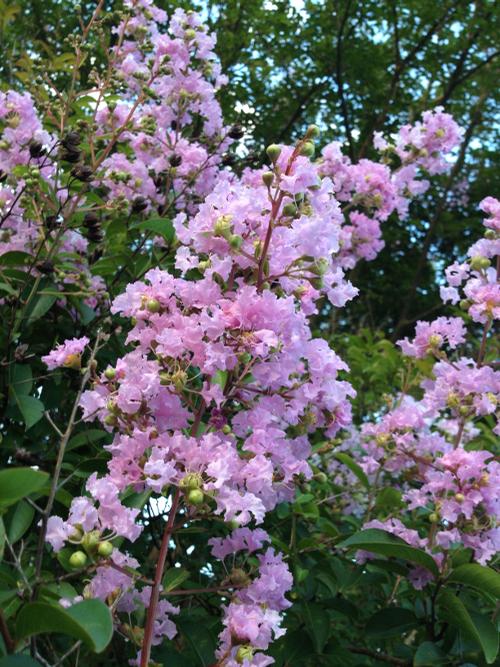 Lagerstroemia Muskogee