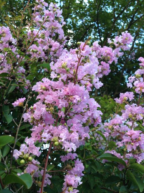 Lagerstroemia indica x fauriei 'Muskogee' (Muskogee Crape Myrtle)