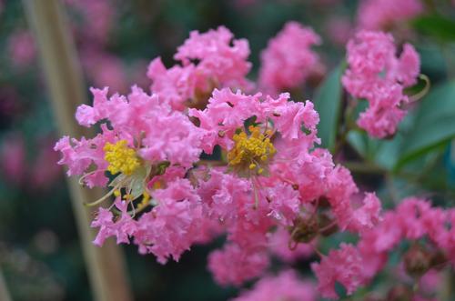 Lagerstroemia indica x fauriei 'Tuscarora' (Tuscarora Crape Myrtle)