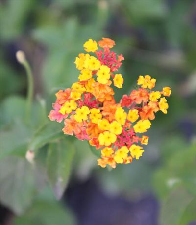Lantana camara Miss Huff