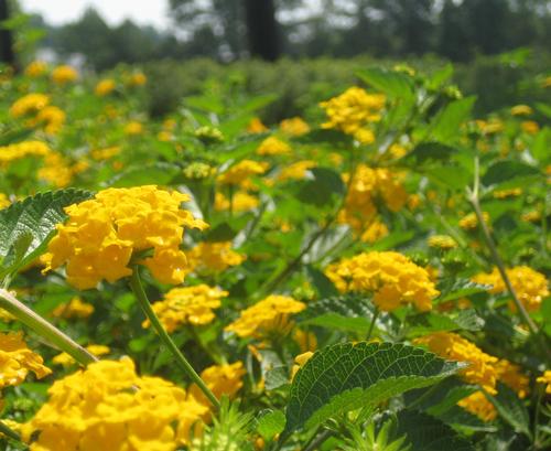 Lantana x hybrida 'New Gold' (New Gold Lantana)