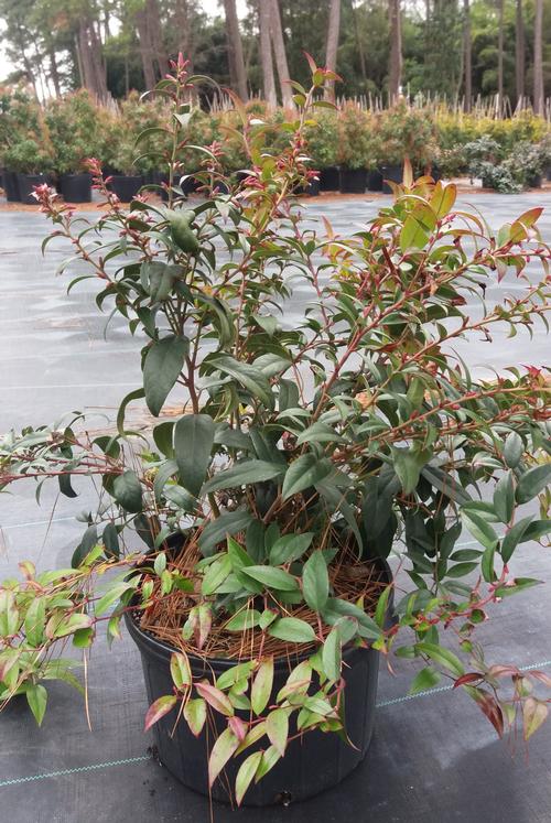 Leucothoe axillaris