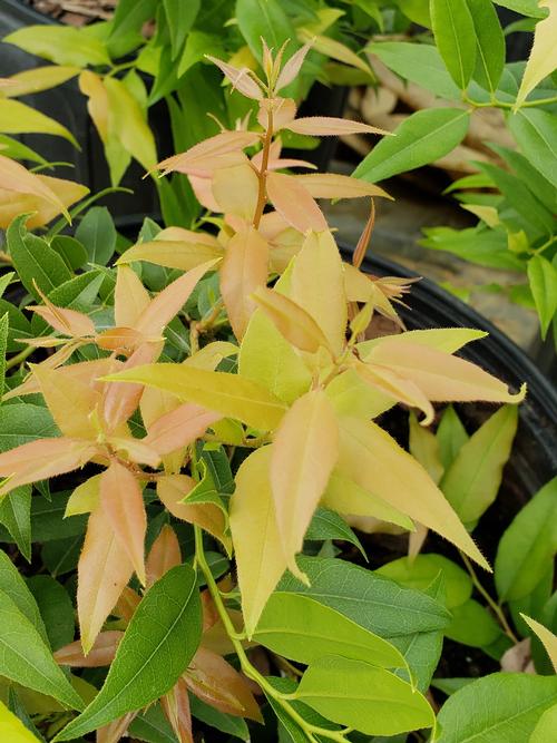 Leucothoe populifolia