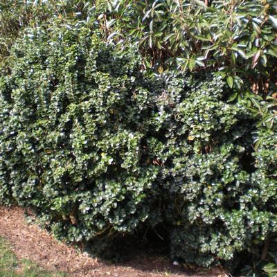 Ligustrum japonicum 'Rotundifolium' (Curly Leaf Privet)