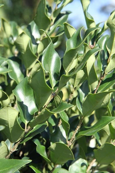 Ligustrum japonicum 'Recurvifolium'