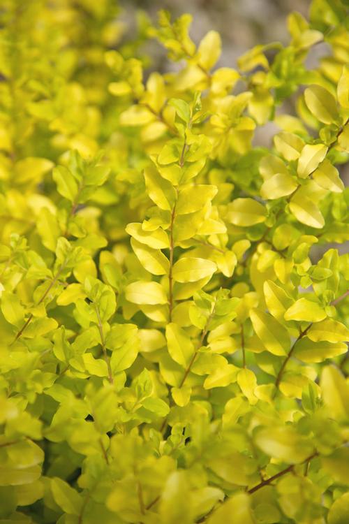 Ligustrum sinense 'Sunshine'