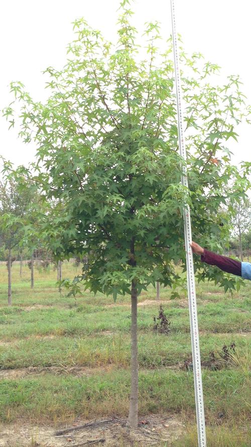 Liquidambar styraciflua