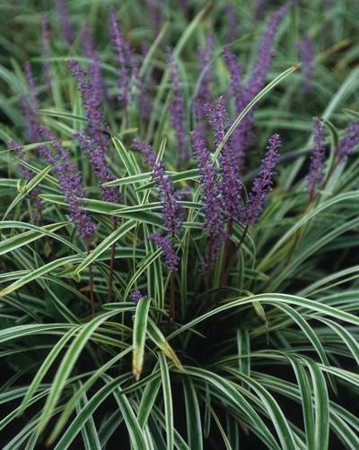 Liriope muscari 'Variegata' (Variegata Liriope)