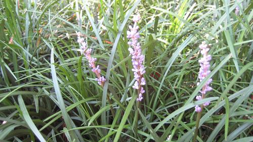 Liriope spicata